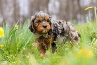 Dylan, a male Cavapoo for sale in Millersburg, OH – Photo 2 of 6