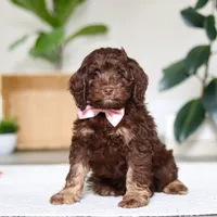 Callie, a female Cockapoo for sale in Millersburg, OH – Photo 2 of 5