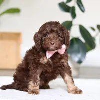 Callie, a female Cockapoo for sale in Millersburg, OH – Photo 5 of 5