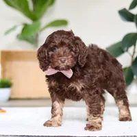 Callie, a female Cockapoo for sale in Millersburg, OH – Photo 3 of 5