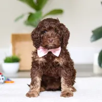 Callie, a female Cockapoo for sale in Millersburg, OH – Photo 1 of 5