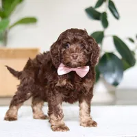 Callie, a female Cockapoo for sale in Millersburg, OH – Photo 4 of 5