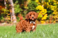Sienna, a female Cockapoo for sale in Millersburg, OH – 5 of 8