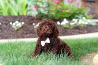 Sammie, a male Cockapoo for sale in Millersburg, OH – 3 of 5