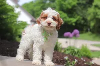 Galen, a male Cockapoo for sale in Millersburg, OH – 3 of 6