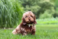 Quinton, a male Cockapoo for sale in Millersburg, OH – 5 of 6