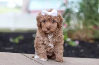 Bella, a female Cockapoo for sale in Millersburg, OH – 3 of 6