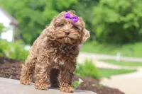 Zoey, a female Cockapoo for sale in Millersburg, OH – 4 of 6