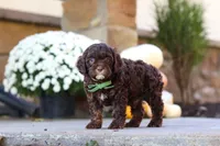 Copper, a male Cavapoo for sale in Millersburg, OH – 6 of 7