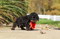 Paxton, a male Cavapoo for sale in Millersburg, OH – 4 of 7