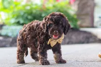 Trevor, a male Cockapoo for sale in Millersburg, OH – 4 of 10