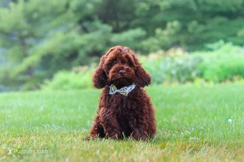 Sammie – Cockapoo puppy for sale in Millersburg, OH
