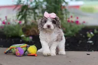 Nicole, a female Cockapoo for sale in Millersburg, OH – 6 of 6
