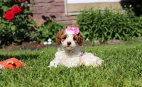 Ava, a female Cockapoo for sale in Millersburg, OH – 4 of 9