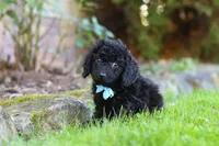 Vince, a male Cavapoo for sale in Millersburg, OH – 9 of 10