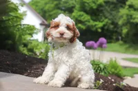 Galen, a male Cockapoo for sale in Millersburg, OH – 5 of 6