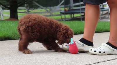 Sammie, a male Cockapoo for sale in Millersburg, OH – 8 of 8