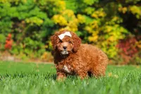 Sage, a female Cockapoo for sale in Millersburg, OH – 6 of 8