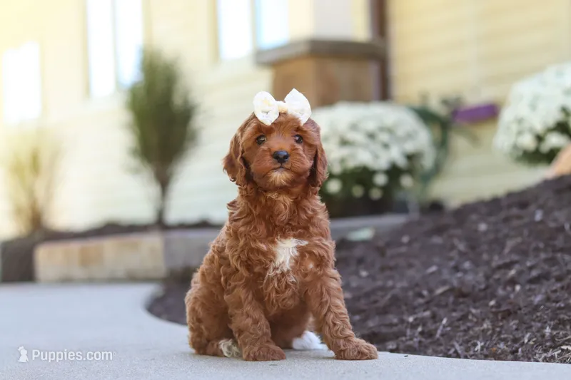 Sienna – Cockapoo puppy for sale in Millersburg, OH