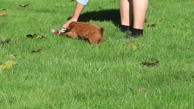 Willow, a female Cockapoo for sale in Millersburg, OH – 10 of 10