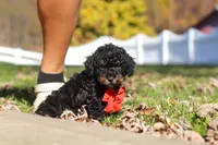 Paxton, a male Cavapoo for sale in Millersburg, OH – 2 of 7