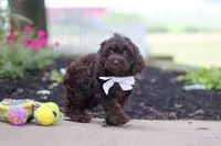Alex, a male Cockapoo for sale in Millersburg, OH – 4 of 6