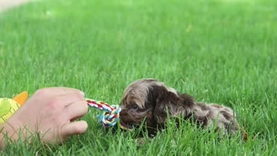 Quinton, a male Cockapoo for sale in Millersburg, OH – 7 of 7