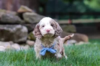 Oakley, a male Cockapoo for sale in Millersburg, OH – 7 of 8