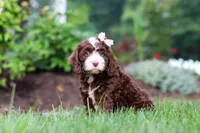 Hazel, a female Cockapoo for sale in Millersburg, OH – 2 of 8