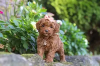 Willow, a female Cockapoo for sale in Millersburg, OH – 6 of 8