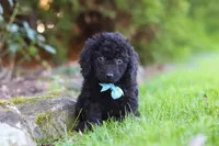 Vince, a male Cavapoo for sale in Millersburg, OH – 7 of 10