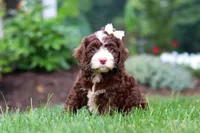 Hazel, a female Cockapoo for sale in Millersburg, OH – 7 of 8