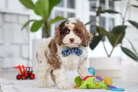 Emmett, a male Cockapoo for sale in Millersburg, OH – 5 of 5