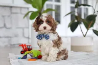 Emmett, a male Cockapoo for sale in Millersburg, OH – 3 of 5