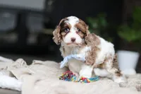 Emmett, a male Cockapoo for sale in Millersburg, OH – Photo 4 of 7