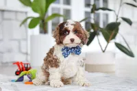 Emmett, a male Cockapoo for sale in Millersburg, OH – 2 of 5