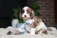 Emmett, a male Cockapoo for sale in Millersburg, OH – Photo 2 of 7