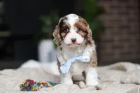 Emmett, a male Cockapoo for sale in Millersburg, OH – Photo 7 of 7