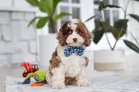 Emmett, a male Cockapoo for sale in Millersburg, OH – 4 of 5