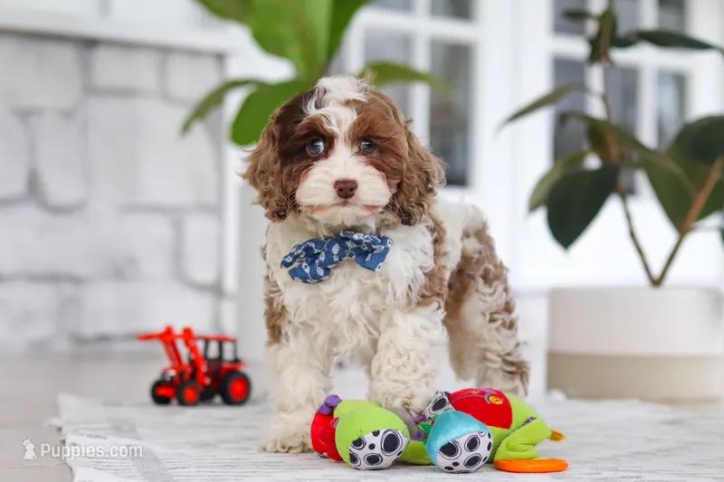 Emmett – Cockapoo puppy for sale in Millersburg, OH