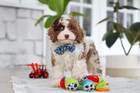 Emmett, a male Cockapoo for sale in Millersburg, OH – 1 of 5