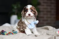 Emmett, a male Cockapoo for sale in Millersburg, OH – Photo 1 of 7