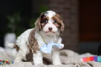Emmett, a male Cockapoo for sale in Millersburg, OH – Photo 6 of 7