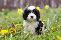 Nacho, a male Cavapoo for sale in Millersburg, OH – Photo 5 of 10