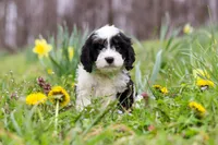 Nacho, a male Cavapoo for sale in Millersburg, OH – Photo 7 of 10