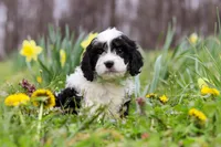 Nacho, a male Cavapoo for sale in Millersburg, OH – Photo 4 of 10