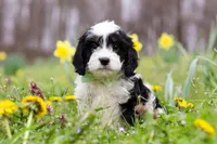 Nacho, a male Cavapoo for sale in Millersburg, OH – Photo 2 of 10