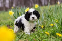 Nacho, a male Cavapoo for sale in Millersburg, OH – Photo 3 of 10