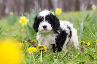 Nacho, a male Cavapoo for sale in Millersburg, OH – Photo 6 of 10