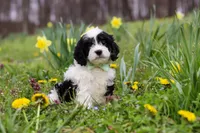 Nacho, a male Cavapoo for sale in Millersburg, OH – Photo 8 of 10